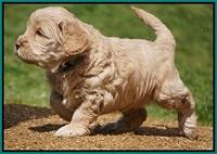 Dreamer Cash Pups 5 wks old 151