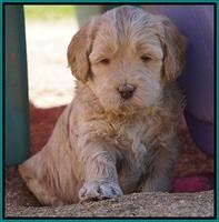 Dreamer Cash Pups 5 wks old 161