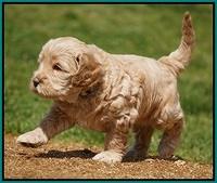 Dreamer Cash Pups 5 wks old 171