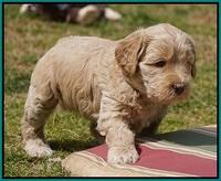 Dreamer Cash Pups 5 wks old 201