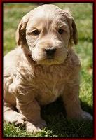 Dreamer Cash Pups 5 wks old 211