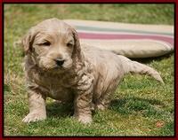 Dreamer Cash Pups 5 wks old 221