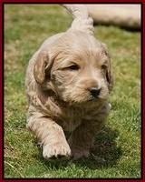 Dreamer Cash Pups 5 wks old 231