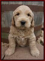 Dreamer Cash pups 6 weeks old 181