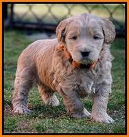 Dreamer Cash Pups 5 wks old 10462