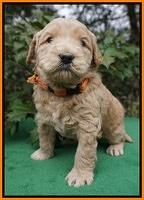 Dreamer Cash pups 4 wks old 201