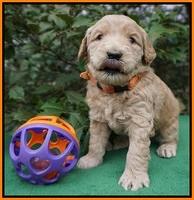 Dreamer Cash pups 4 wks old 211