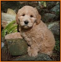 Dreamer cash pups 8 wks old 272
