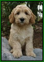 McMichael family: DOT
