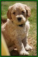 Dreamer Cash Pups 5 wks old 281