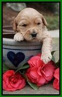 Dreamer Cash pups 3 wks old 261