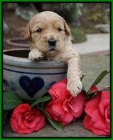 Dreamer Cash pups 3 wks old 271