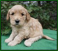 Dreamer Cash pups 4 wks old 241