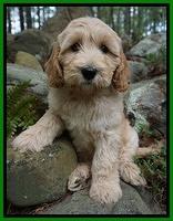 Dreamer Cash pups 6 weeks old 11200