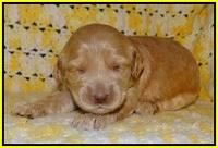 Dreamer Cash pups 2 wks old 181