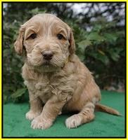 Dreamer Cash pups 4 wks old 271