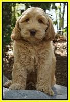 Dreamer Cash pups 8 weeks old 61