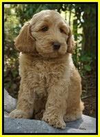 Dreamer Cash pups 8 weeks old 71