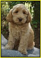 Dreamer Cash pups 8 weeks old 81