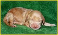 Dreamer cash pups 1 wk old 181