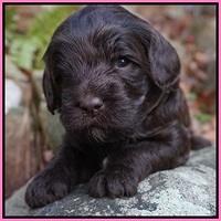 Fanny Deacon pups 3 wks old 21
