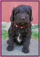 Fanny Deacon pups 5 wks old 11