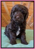 Fanny Deacon pups 6 wks old 31
