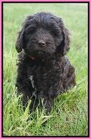 Fanny Deacon pups 7 wks old 51