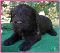 fanny Deacon pups 4 wks old 31