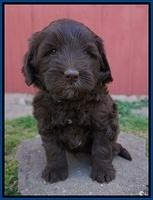 Fanny Deacon pups 5 wks old 41