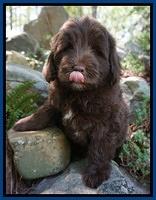 Fanny Deacon pups 8 weeks old 131
