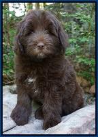 Fanny Deacon pups 8 weeks old 151