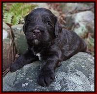Fanny Deacon pups 3 wks old 81