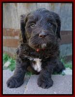 Fanny Deacon pups 5 wks old 71