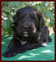 fanny Deacon pups 4 wks old 81