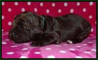 Fanny Deacon pups 2 wks old 71
