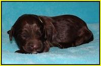 Fanny Deacon pups 1 week old 201