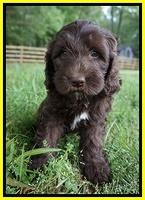 Fanny Deacon pups 7 wks old 201
