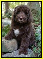 Fanny Deacon pups 8 wks old 13000