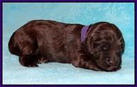 Fanny Deacon pups 1 week old 141
