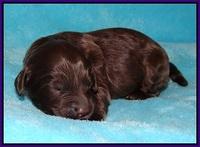Fanny Deacon pups 1 week old 211