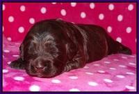 Fanny Deacon pups 2 wks old 121