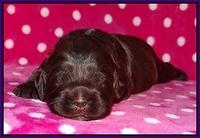 Fanny Deacon pups 2 wks old 131