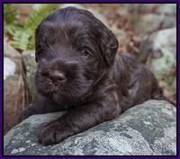 Fanny Deacon pups 3 wks old 181