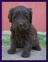Fanny Deacon pups 5 wks old 191