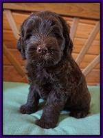 Fanny Deacon pups 6 wks old 181