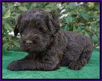 fanny Deacon pups 4 wks old 231