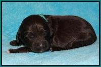 Fanny Deacon pups 1 week old 241
