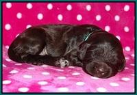 Fanny Deacon pups 2 wks old 151