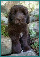 Fanny Deacon pups 8 weeks old 51